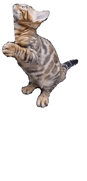 Kot Bengalski