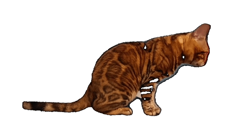 Kot Bengalski Leon